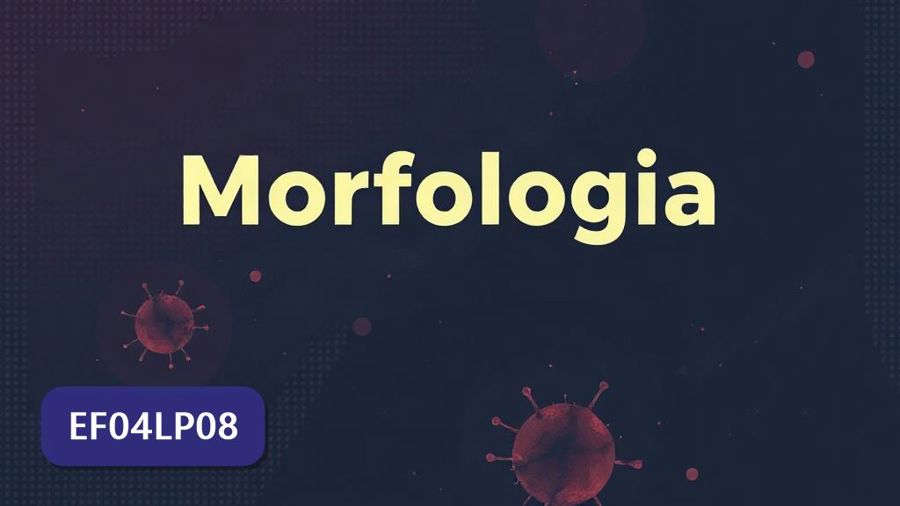 Atividades sobre Morfologia com gabarito — 4º ano (EF04LP08)