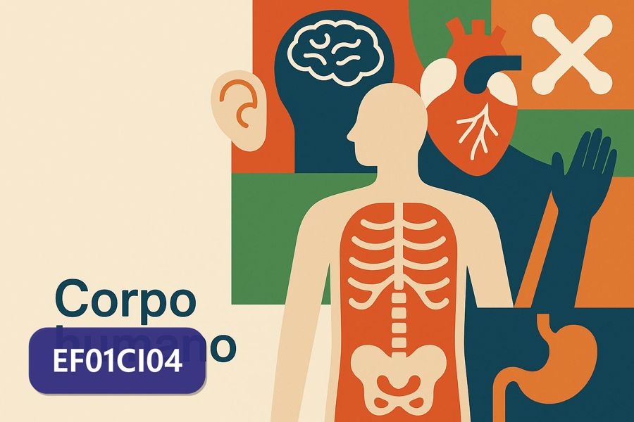 Atividades sobre Corpo humano com gabarito — 1º ano (EF01CI04)