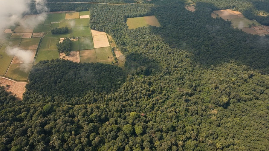 Perda de biodiversidade: por que o aluno escolhe a monocultura como solução