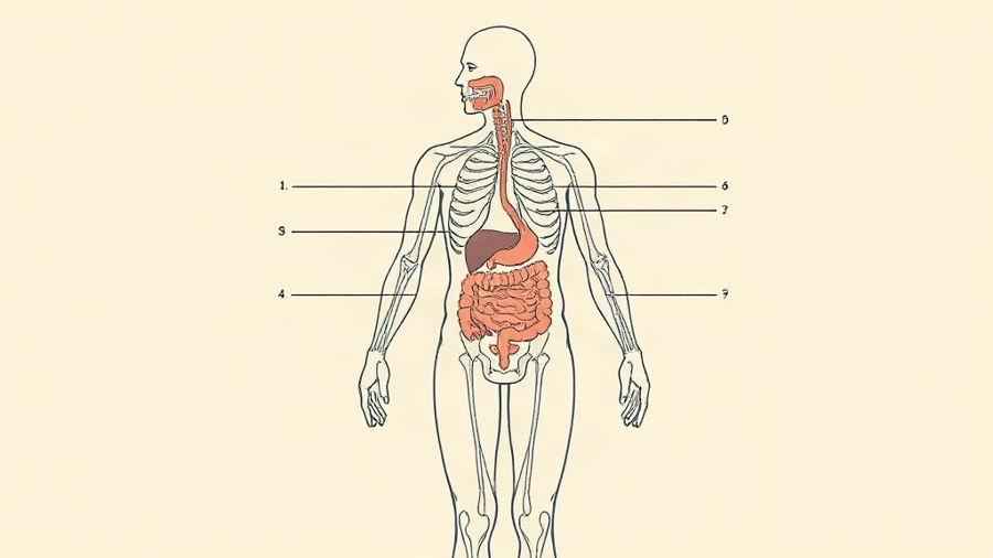 Sistemas do corpo humano: por que os alunos confundem órgãos e funções