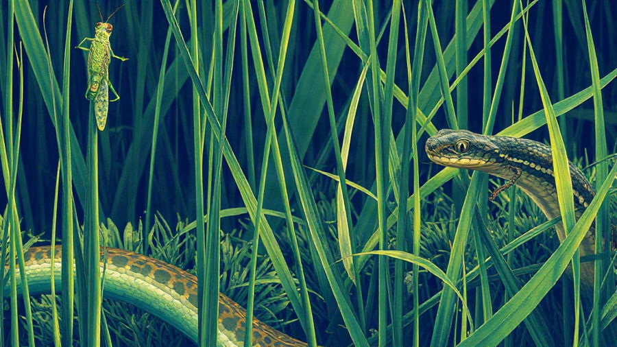 Capim → gafanhoto → sapo → cobra: como ensinar a cadeia alimentar