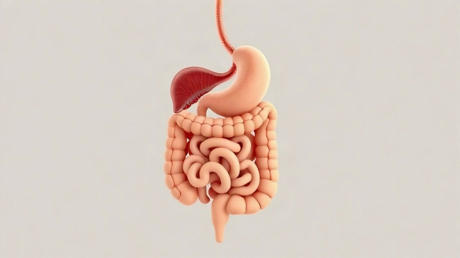 Sistema digestivo humano: por que tantos alunos confundem intestino delgado e grosso