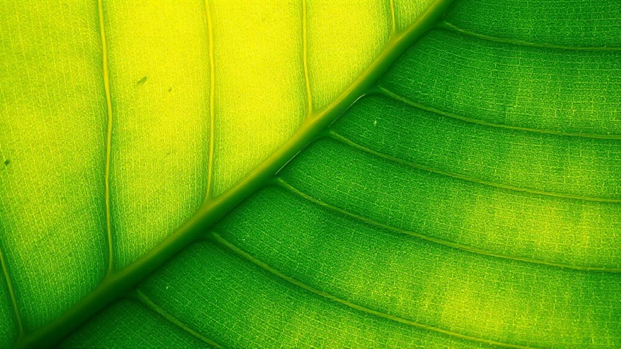 Exercícios de fotossíntese para o ensino médio: 6 questões comentadas